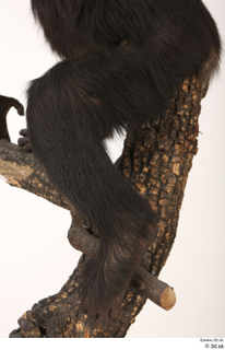 Chimpanzee Bonobo leg 0010.jpg